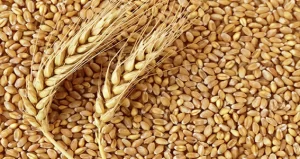 Is Wheat a Vegetable? If Not, What Is It